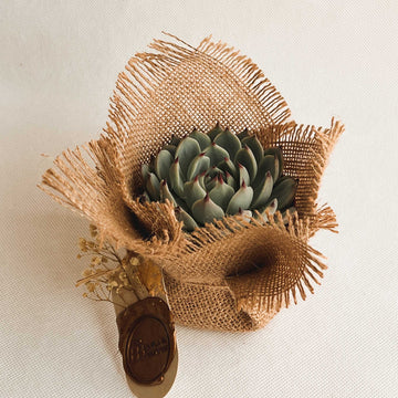 Nobile Succulent